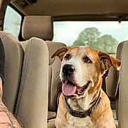 Thorr joined the competition — help win amazing prizes! dog, pet, car, vehicle, backseat, road_trip, travel, sitting, happy, tongue_out, open_mouth, brown_and_white, short_hair, collar, harness, animal, portrait, indoors, automobile_interior, daylight