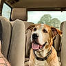 animal, automobile_interior, backseat, brown_and_white, car, collar, daylight, dog, happy, harness, indoors, open_mouth, pet, portrait, road_trip, short_hair, sitting, tongue_out, travel, vehicle