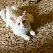 Snow joined the competition — help win amazing prizes! cat, white_cat, pet, indoor, carpet, floor, string, animal, feline, cute, fluffy, lying_down, looking_up, ears, whiskers, tail, soft_light, close_up, domestic_animal, curious