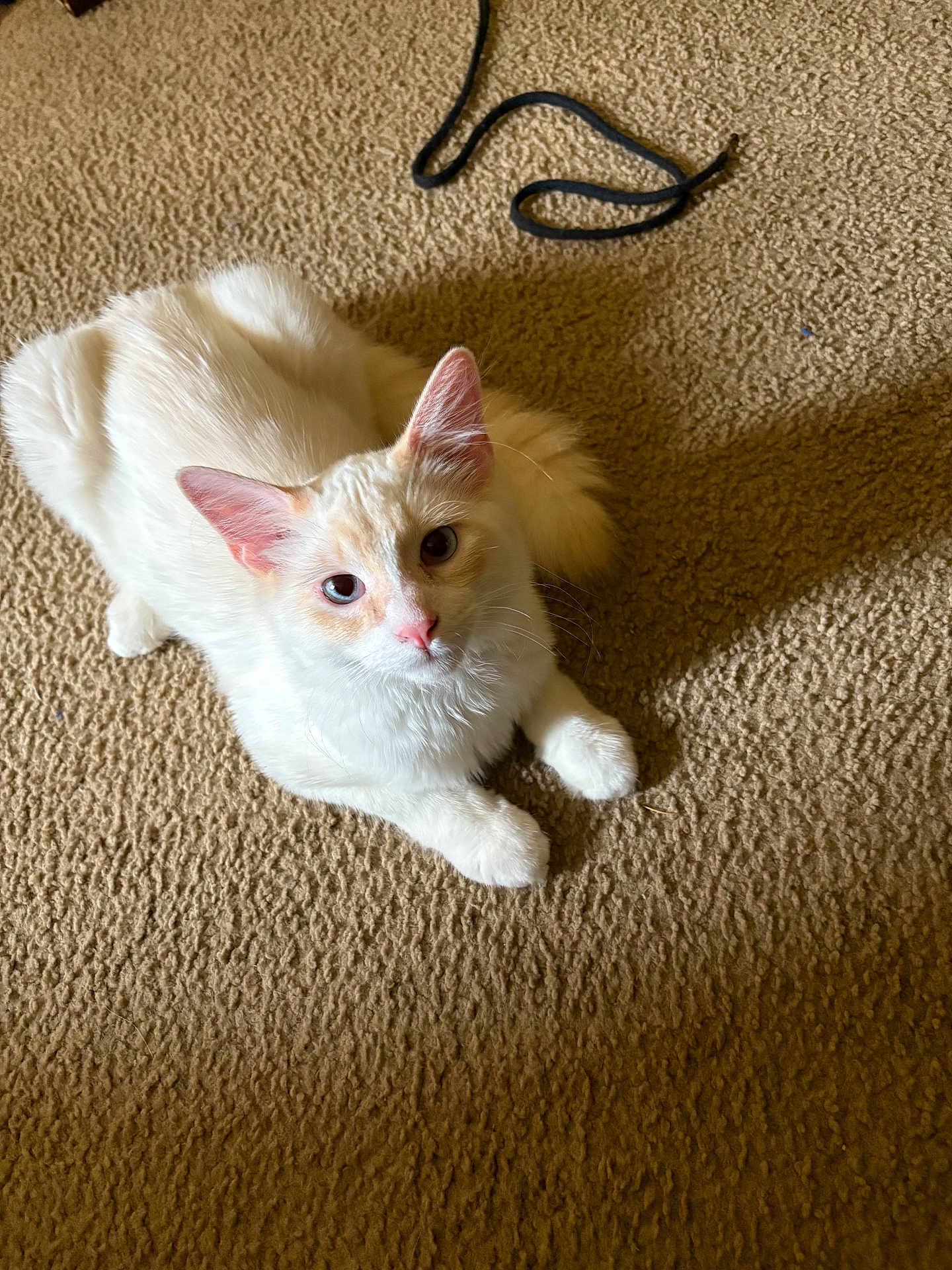 Snow joined the competition — help win amazing prizes! cat, white_cat, pet, indoor, carpet, floor, string, animal, feline, cute, fluffy, lying_down, looking_up, ears, whiskers, tail, soft_light, close_up, domestic_animal, curious