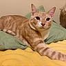 Lemony Wilson joined the competition — help win amazing prizes! cat, orange_tabby, pet, animal, feline, indoor, resting, pillow, blanket, bedroom, yellow, green, fur, whiskers, ears, paw, relaxed, cute, domestic_cat, close_up