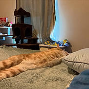 Lemony Wilson is registered to the contest to win money with this photo: cat, orange_tabby, bed, blanket, pillow, cat_tree, curtains, window, room, furniture, indoor, stretching, relaxing, sleeping, cozy, soft_light, home, pet, animal, domestic