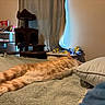 cat, orange_tabby, bed, blanket, pillow, cat_tree, curtains, window, room, furniture, indoor, stretching, relaxing, sleeping, cozy, soft_light, home, pet, animal, domestic