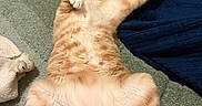 Lemony Wilson joined the competition — help win amazing prizes! cat, ginger_cat, sleeping, relaxed, paw, bed, blanket, feline, fur, indoor, pet, cute, animal, cozy, stretching, whiskers, pink_paw_pads, resting, domestic_cat, soft