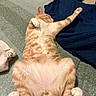 cat, ginger_cat, sleeping, relaxed, paw, bed, blanket, feline, fur, indoor, pet, cute, animal, cozy, stretching, whiskers, pink_paw_pads, resting, domestic_cat, soft