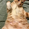 Lemony Wilson joined the competition — help win amazing prizes! cat, orange_tabby, feline, pet, lying_down, paw, fur, whiskers, blanket, indoor, relaxed, cute, animal, mammal, sleepy, raised_paw, close_up, soft_texture, resting, domestic_cat