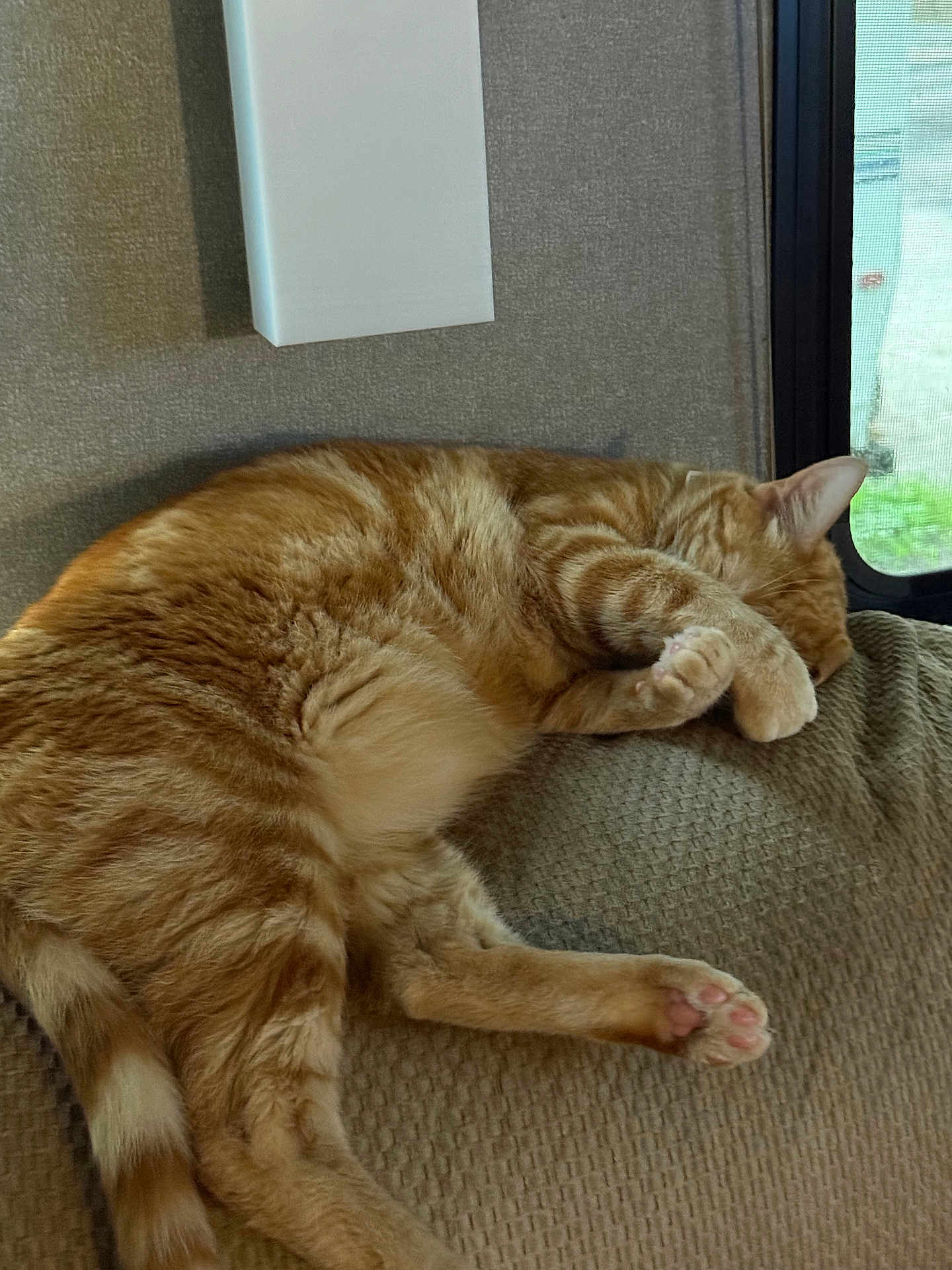 Ollie