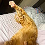 Ollie is registered to the contest to win money with this photo: cat, ginger_cat, pet, animal, sleeping, stretching, bed, blanket, indoor, feline, paw, pink_paw, fur, relaxed, cute, cozy, domestic_cat, whiskers, nose, comfort