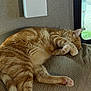 Ollie joined the competition — help win amazing prizes! cat, orange_tabby, sleeping, paw, couch, indoor, cozy, pet, feline, fur, whiskers, relaxed, cute, animal, domestic, resting, window, soft, home, tabby