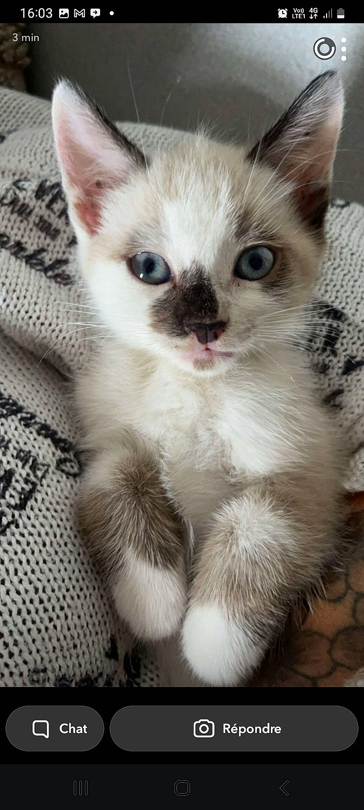 Pamuk participe au concours pour gagner de l'argent avec cette photo : abyssinian, angora, animal, cat, computerhardware, electronics, hardware, kitten, manx, monitor, pet, screen, siamese, snout, text