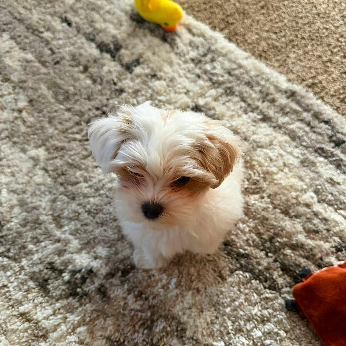 Lucy joined the competition — help win amazing prizes! animal, carpet, cozy, cute, dog, floor, fluffy, home, indoor, looking_down, pet, playful, puppy, rubber_duck, small_dog, stuffed_toy, tan_markings, toy, white_dog, young_dog