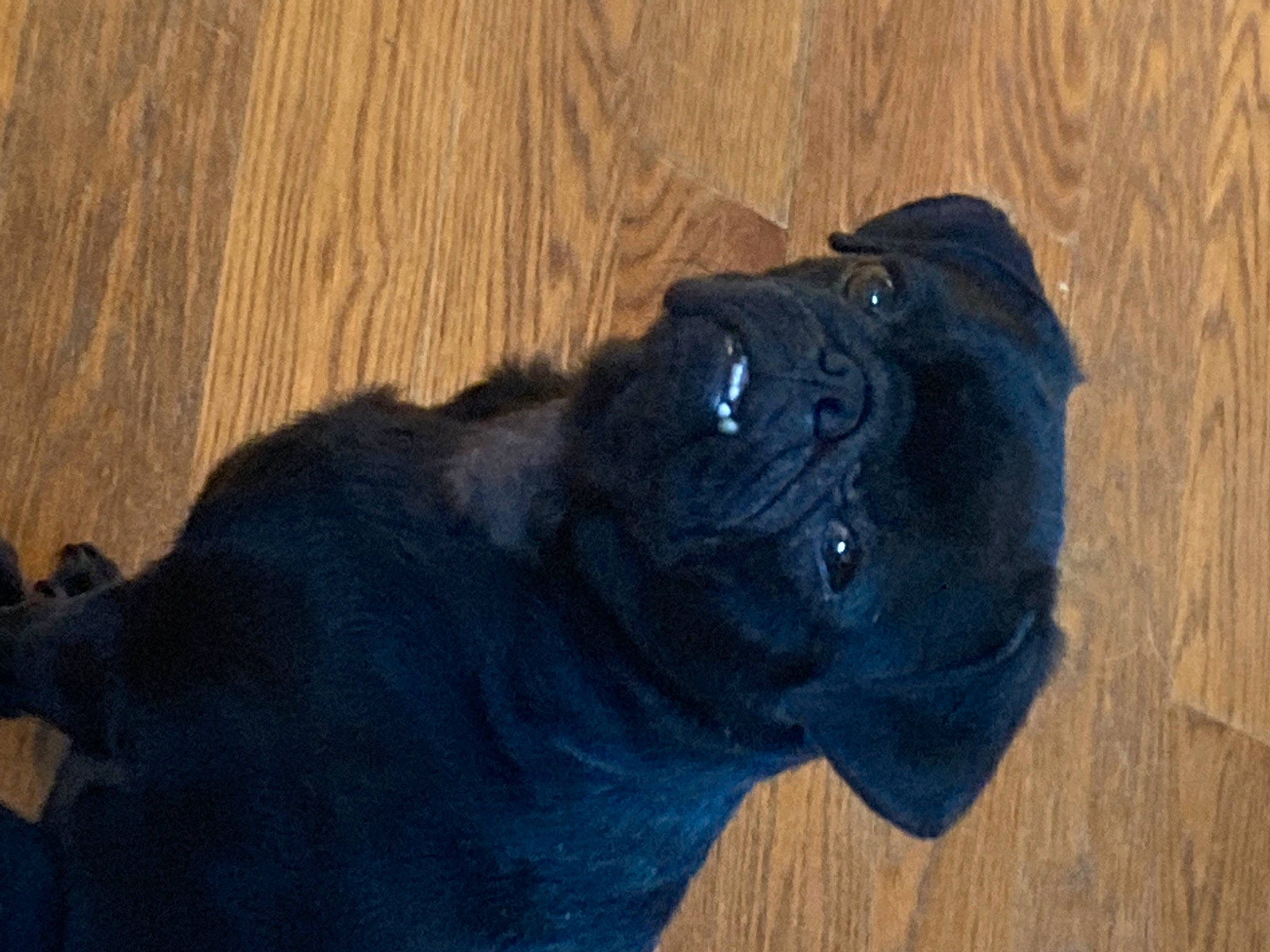 Penny is registered to the contest to win money with this photo: canidae, carnivore, companion_dog, dog, dog_breed, electric_blue, fawn, fur, hardwood, non_sporting_group, pug, snout, sporting_group, terrestrial_animal, tints_and_shades, wood, wood_flooring, wood_stain, working_animal, wrinkle