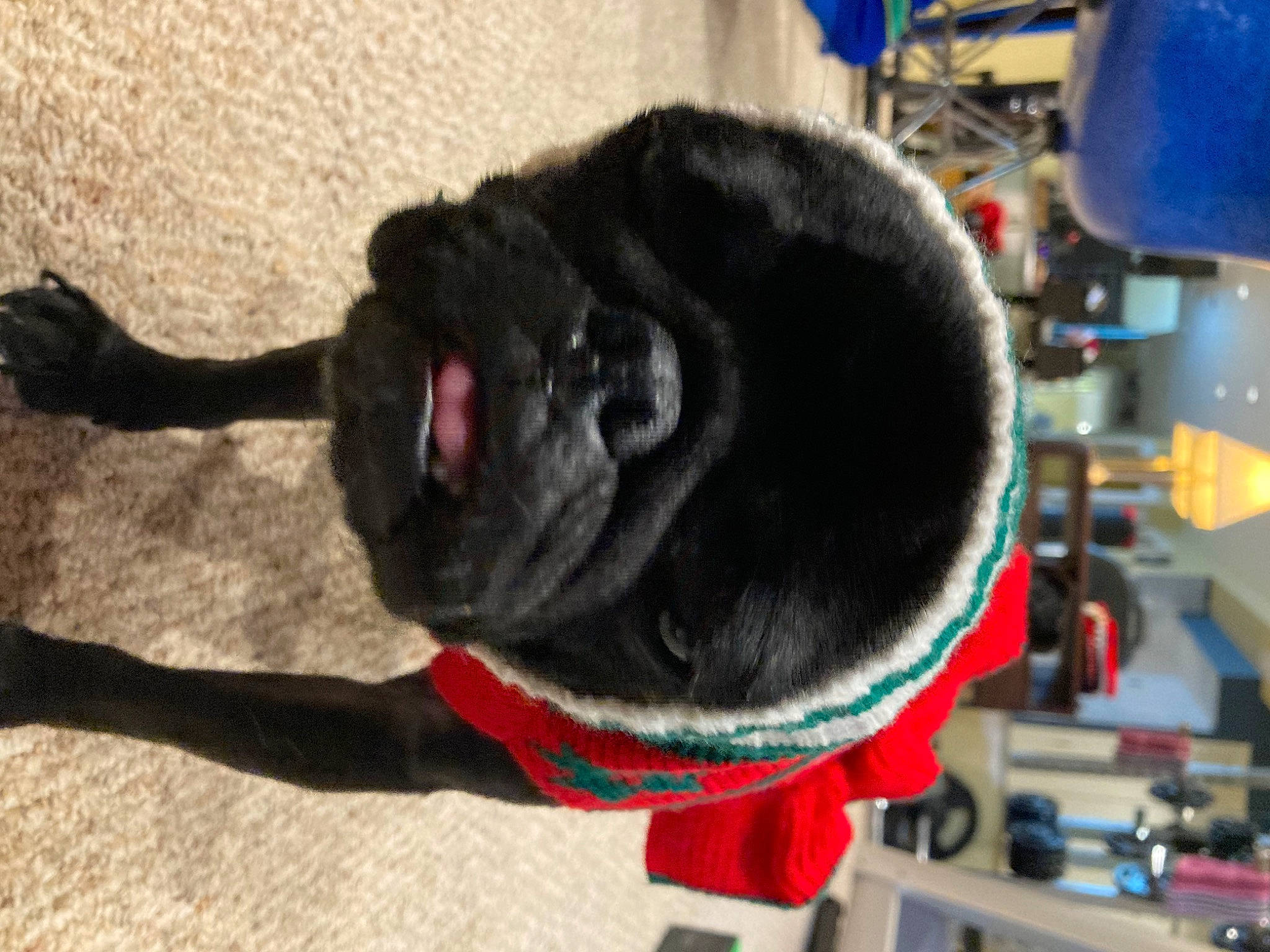 Penny joined the competition — help win amazing prizes! carnivore, collar, companion_dog, dog, dog_breed, dog_collar, dog_supply, electric_blue, fashion_accessory, fawn, felidae, fur, leash, pet_supply, pug, snout, sporting_group, tail, whiskers, working_animal