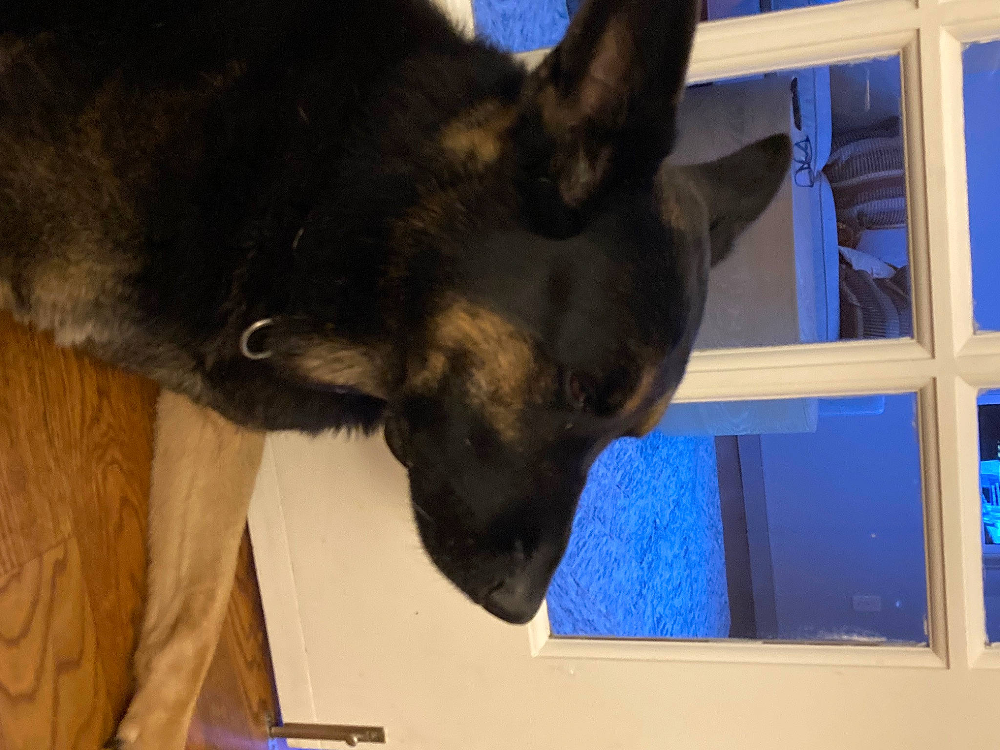 Koko is registered to the contest to win money with this photo: blue, carnivore, companion_dog, dog, dog_breed, ear, electric_blue, fawn, fur, german_shepherd_dog, guard_dog, herding_dog, old_german_shepherd_dog, paw, snout, toy_dog, whiskers, window, working_animal, working_dog