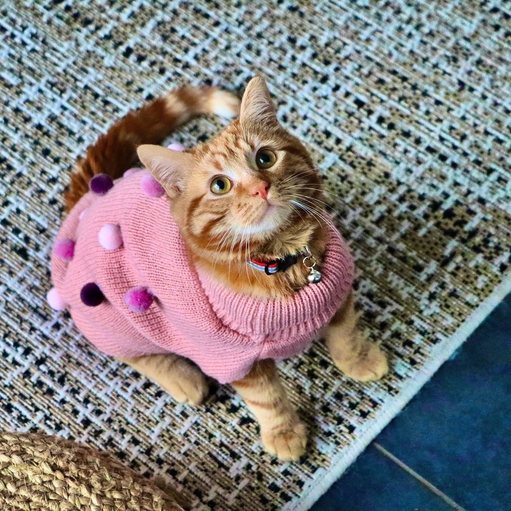 Sunny participe au concours pour gagner de l'argent avec cette photo : carnivore, cat, domestic_short_haired_cat, fashion_accessory, fawn, felidae, fur, magenta, mesh, pattern, paw, plant, small_to_medium_sized_cats, snout, tail, terrestrial_animal, toy, whiskers, wool, woven_fabric