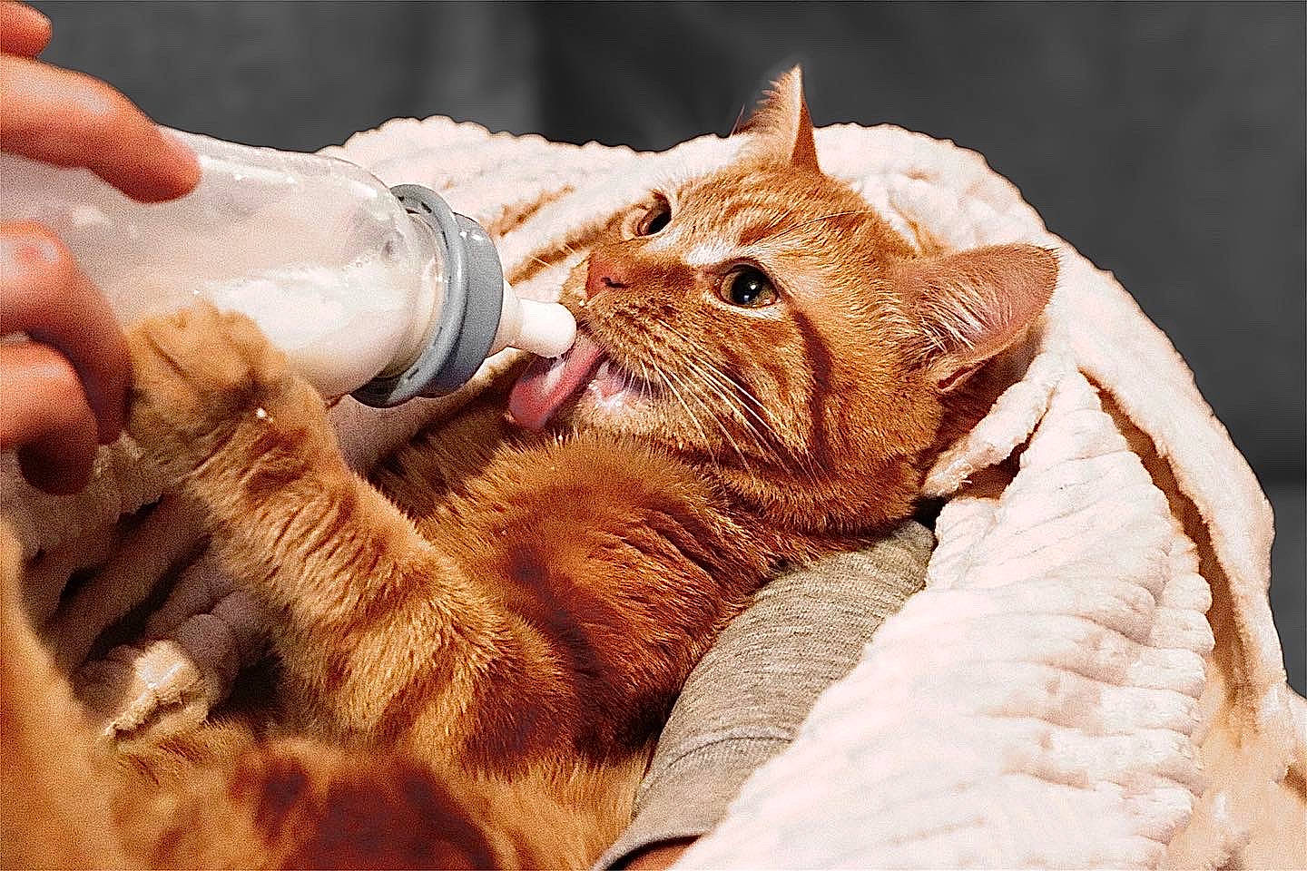 Sunny a rejoint le concours — aidez-le/la à gagner de superbes lots ! canidae, carnivore, cat, claw, comfort, domestic_short_haired_cat, drinking, fawn, felidae, fur, gesture, hand, nail, paw, small_to_medium_sized_cats, snout, tableware, terrestrial_animal, whiskers, wrist