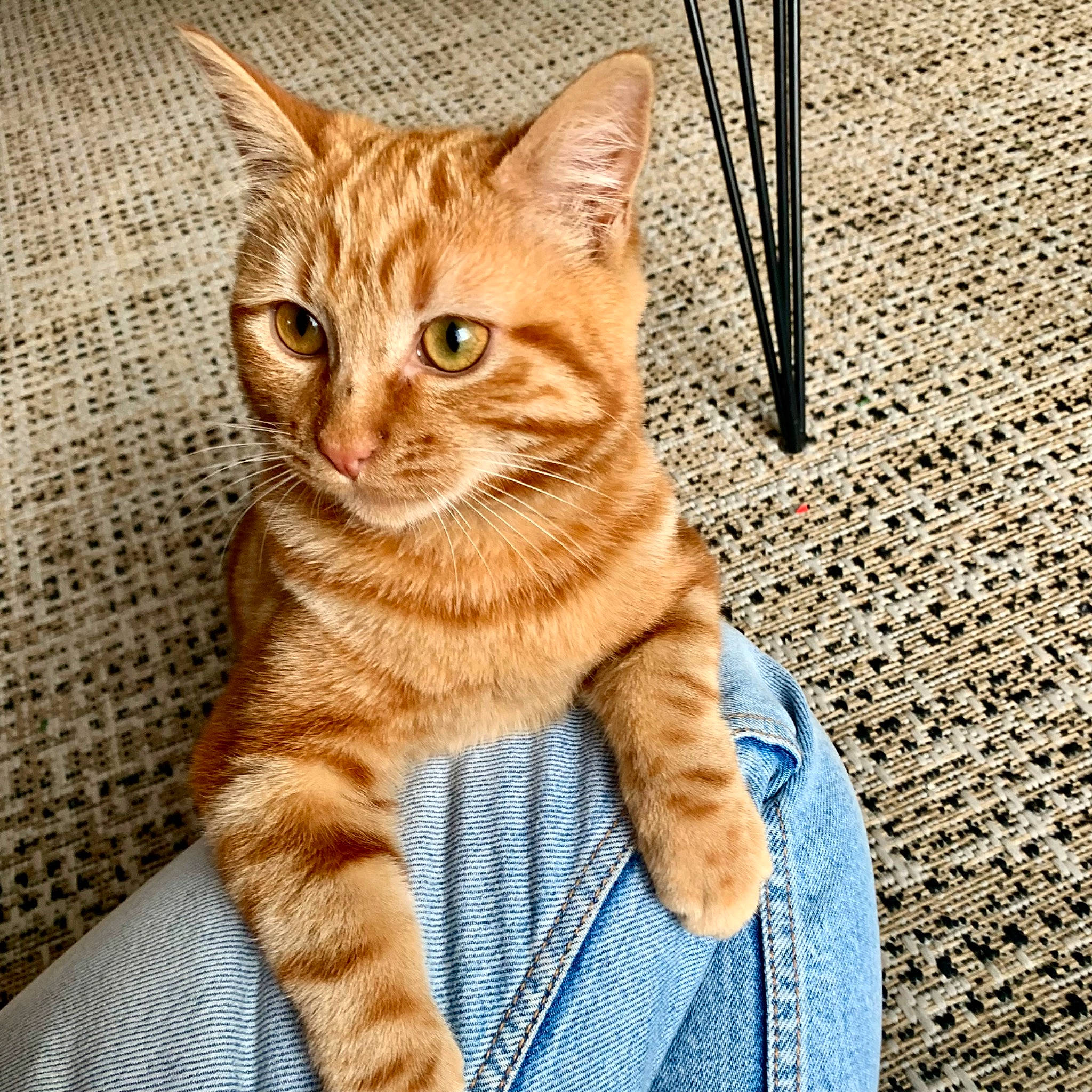 Sunny a rejoint le concours — aidez-le/la à gagner de superbes lots ! carnivore, cat, claw, domestic_short_haired_cat, eye, fawn, felidae, foot, fur, head, mammal, paw, sitting, small_to_medium_sized_cats, snout, tail, terrestrial_animal, whiskers, wildlife, wood