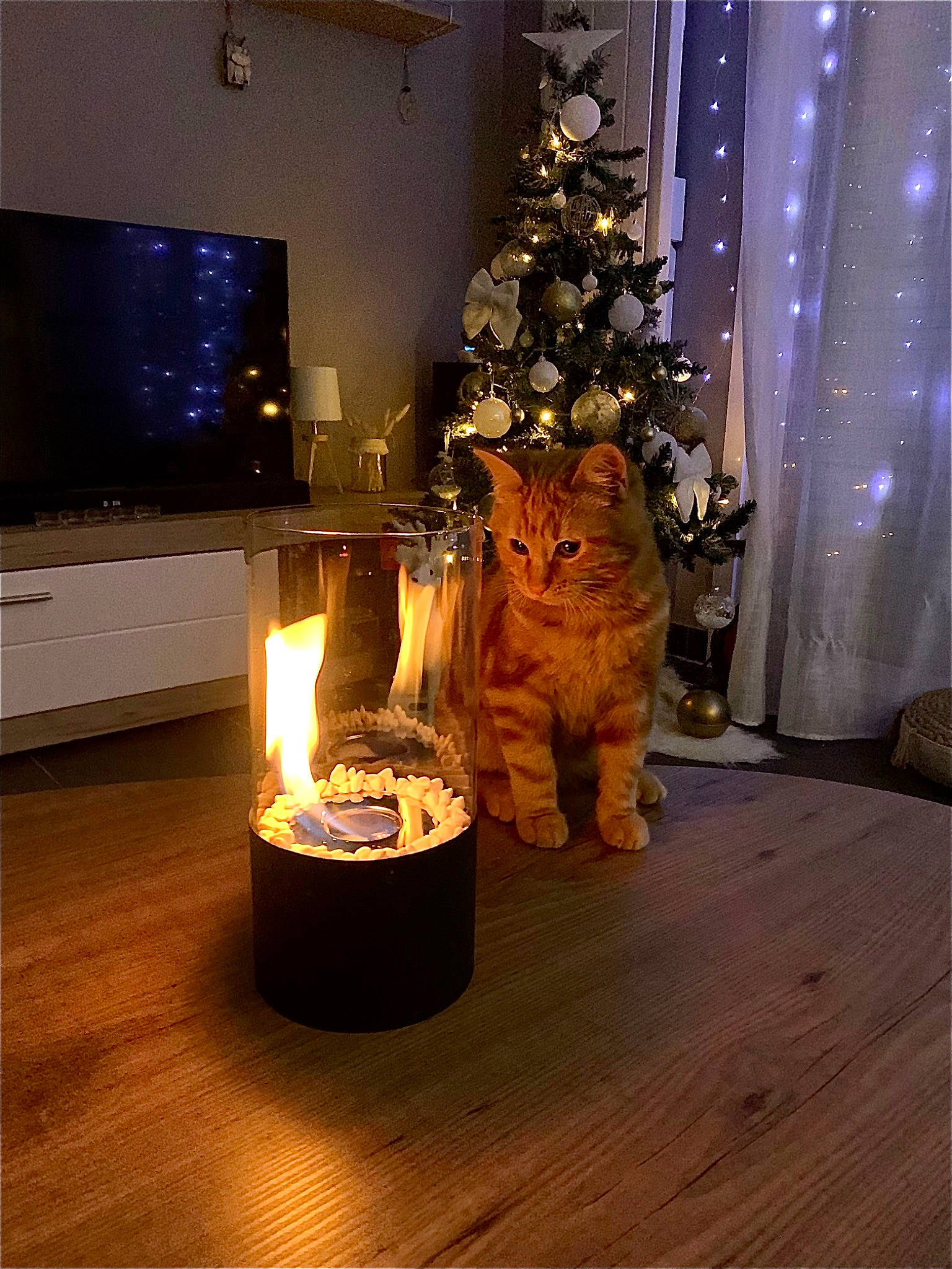 Sunny participe au concours pour gagner de l'argent avec cette photo : carnivore, cat, christmas_decoration, christmas_ornament, christmas_tree, curtain, felidae, floor, flooring, gas, hardwood, interior_design, lighting, living_room, ornament, plant, small_to_medium_sized_cats, table, tree, wood