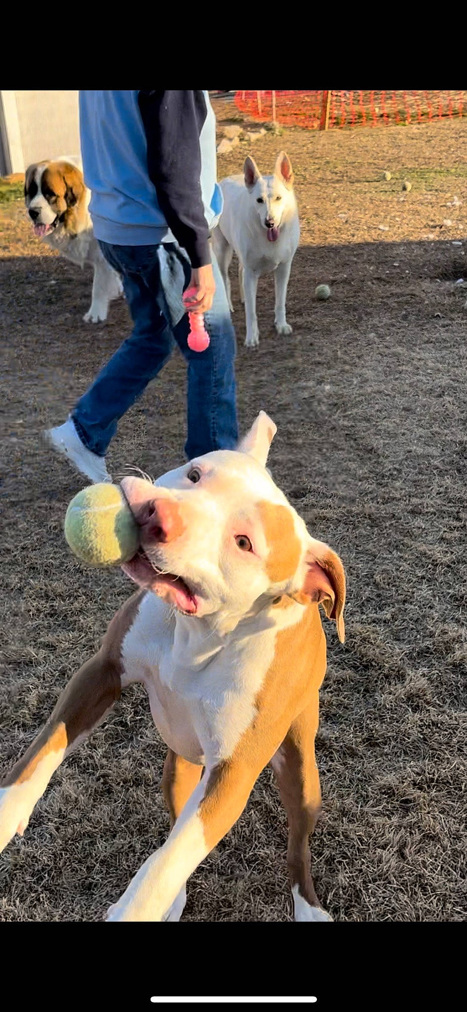 Lil Man joined the competition — help win amazing prizes! canidae, carnivore, companion_dog, dog, dog_breed, dog_supply, dog_walking, fawn, fun, hat, human_leg, leash, non_sporting_group, paw, soil, sporting_group, tail, thigh, working_animal, working_dog