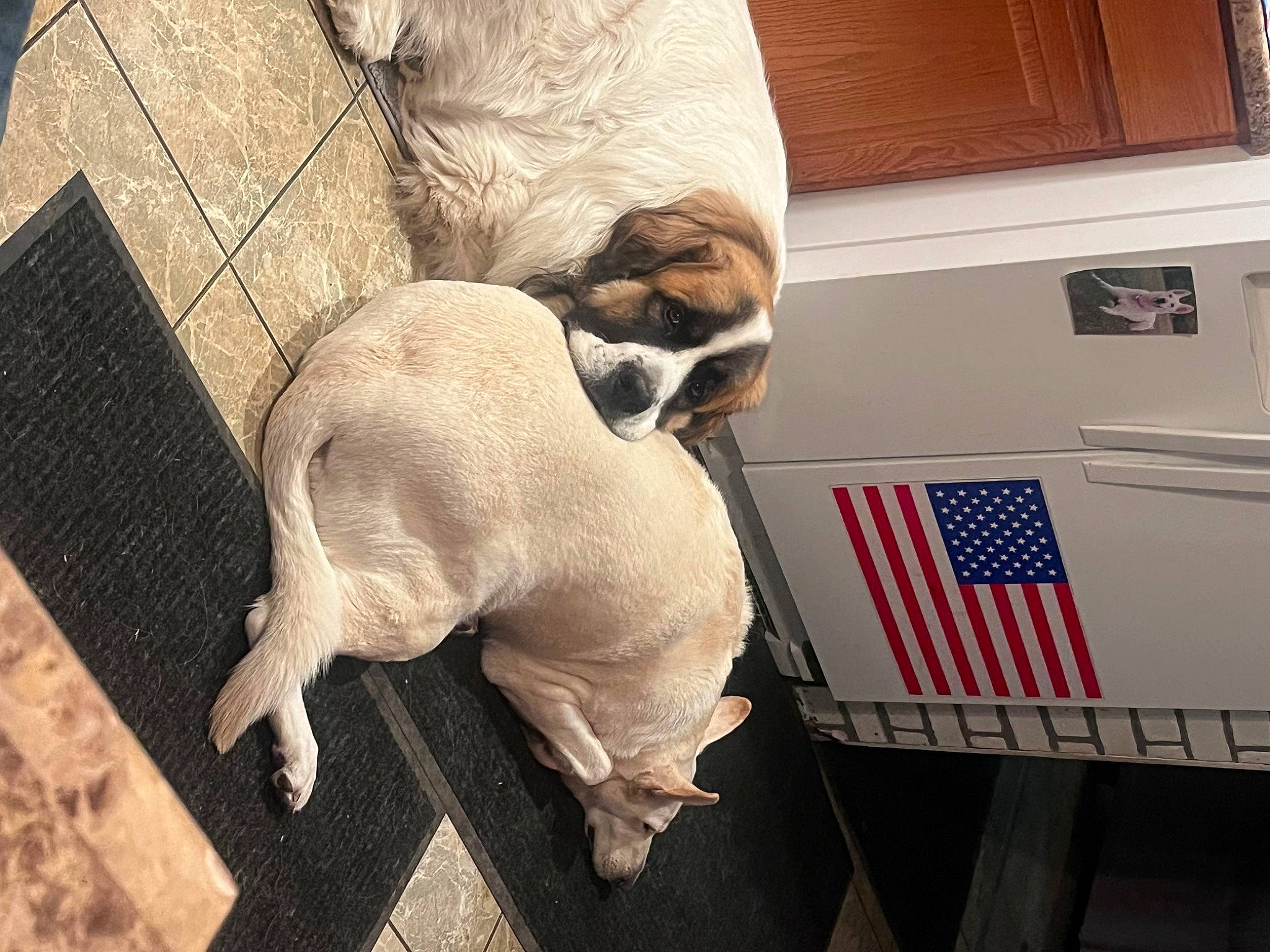 Benard is registered to the contest to win money with this photo: canidae, carnivore, comfort, companion_dog, dog, dog_breed, fawn, felidae, flooring, fur, gas, linens, small_to_medium_sized_cats, snout, sporting_group, tail, terrestrial_animal, whiskers, wood, working_animal