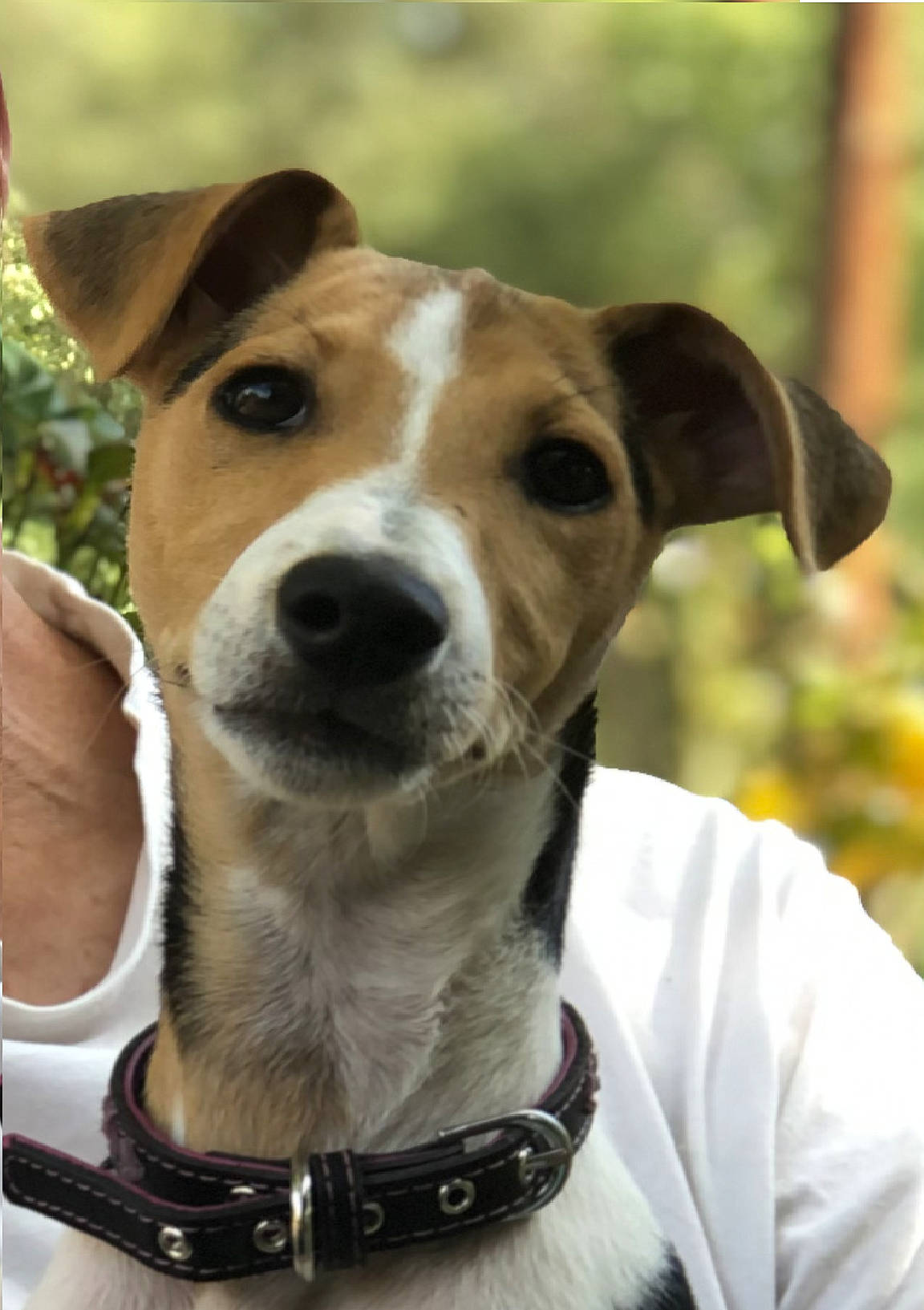 Skyla participe au concours pour gagner de l'argent avec cette photo : canidae, carnivore, collar, companion_dog, dog, dog_breed, dog_collar, dog_supply, fashion_accessory, fawn, fur, hunting_dog, jewellery, leash, pet_supply, snout, sporting_group, whiskers, working_animal, working_dog