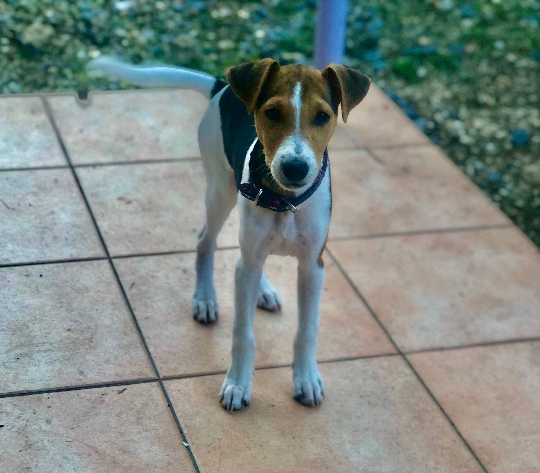 Skyla a rejoint le concours — aidez-le/la à gagner de superbes lots ! ancient_dog_breeds, beagle, beagle_harrier, carnivore, collar, companion_dog, dog, dog_breed, flooring, hound, pet_supply, plant, road_surface, scent_hound, sidewalk, sporting_group, tail, terrier, working_animal, working_dog