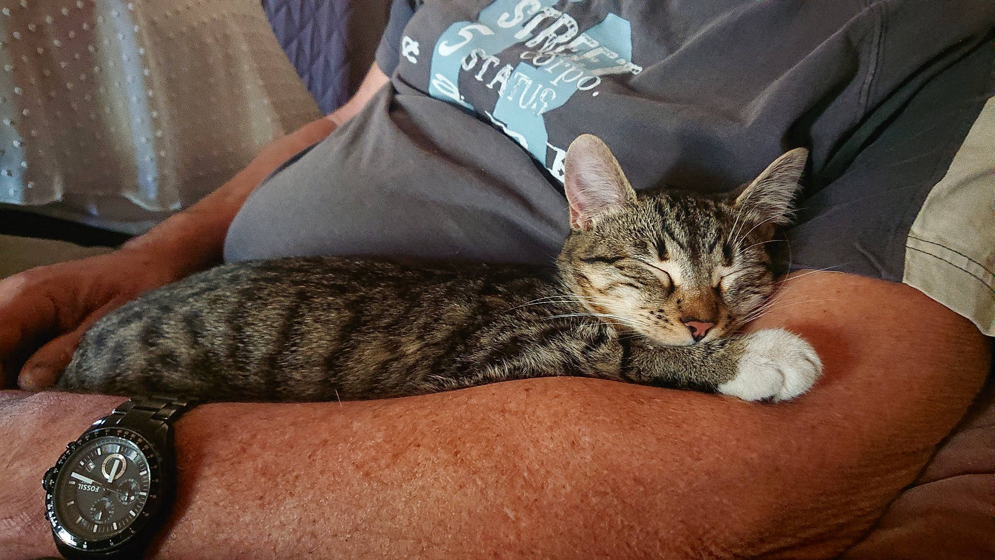 Pearly a rejoint le concours — aidez-le/la à gagner de superbes lots ! analog_watch, bed, carnivore, cat, claw, clock, comfort, curtain, domestic_short_haired_cat, felidae, fur, human_leg, lap, nap, paw, sitting, small_to_medium_sized_cats, watch, whiskers, wrist