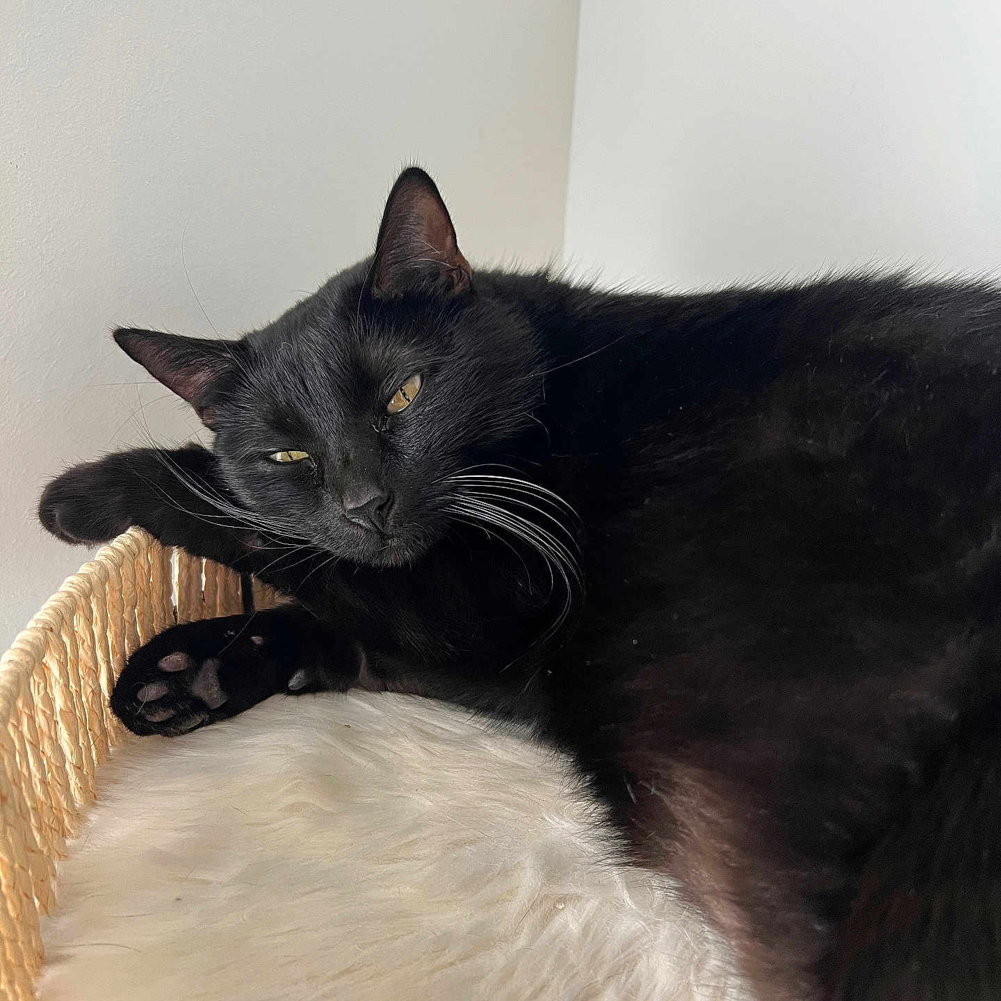 Romy a rejoint le concours — aidez-le/la à gagner de superbes lots ! abyssinian, animal, basket, bed, blackcat, cat, couch, cradle, furniture, kitten, manx, pet