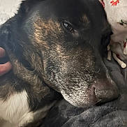 Chase is registered to the contest to win money with this photo: animal, black, blanket, brown, canine, close_up, comfort, cozy, dog, face, floral_pattern, fur, hand, indoor, nose, pet, resting, sleepy, soft, white
