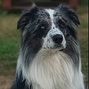 Only a rejoint le concours — aidez-le/la à gagner de superbes lots ! dog, animal, pet, black_and_white, fur, portrait, outdoor, grass, canine, long_hair, ears, nose, muzzle, nature, blurred_background, sitting, watchful, close_up, calm, domestic_animal