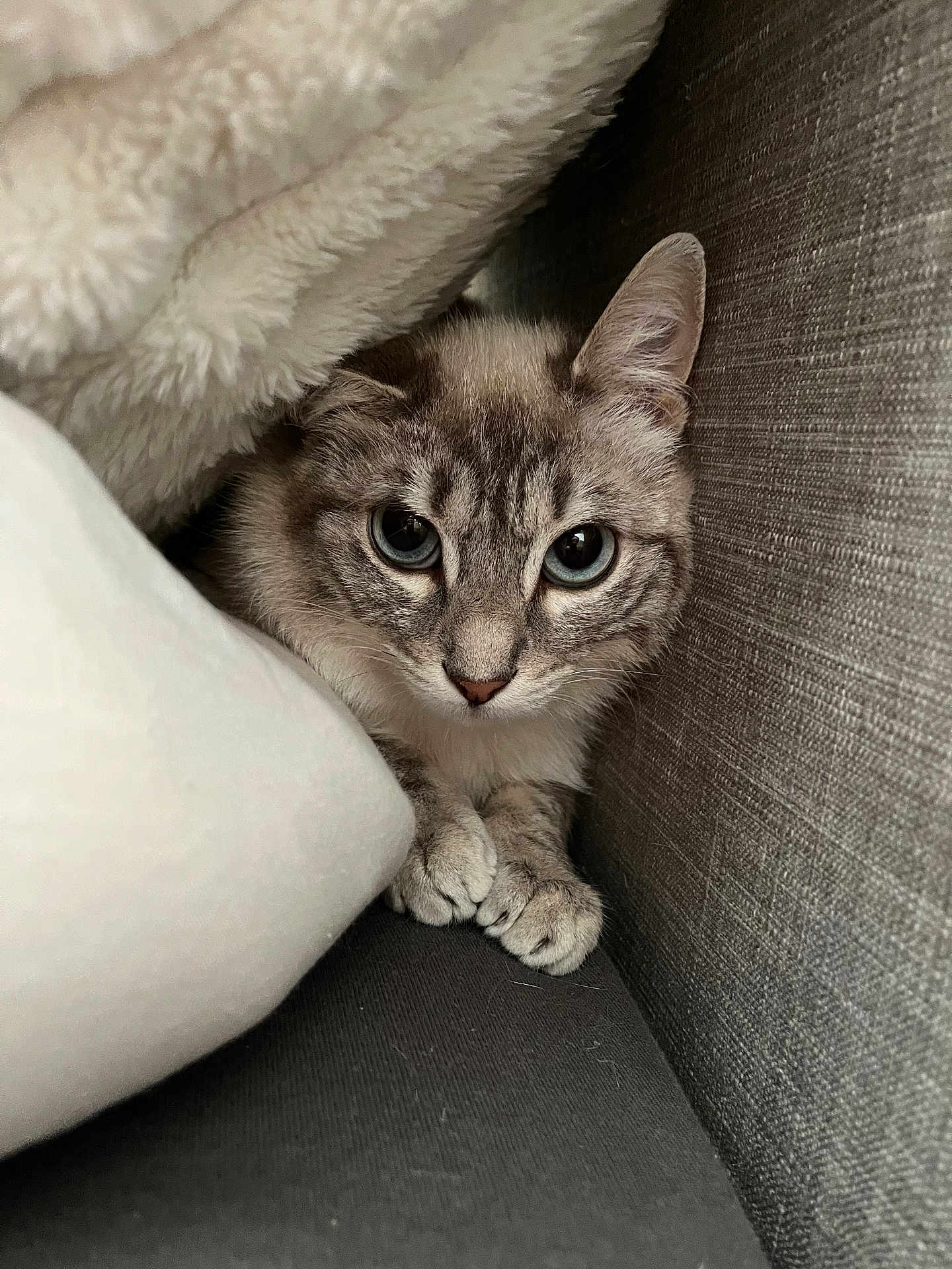 Floki