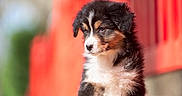 Aurore a rejoint le concours — aidez-le/la à gagner de superbes lots ! adorable, animal, canine, closeup, cute, dog, expression, fluffy, fur, nature, outdoor, pet, portrait, puppy, red_background, side_view, sitting, soft_focus, tricolor, young