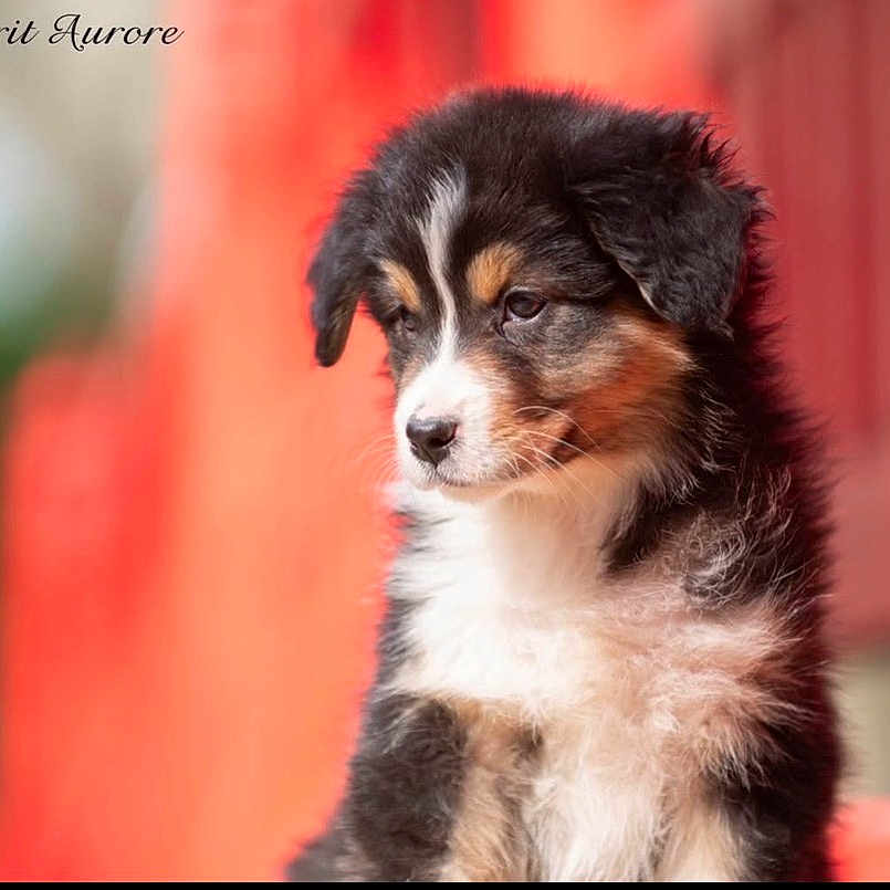 Aurore a rejoint le concours — aidez-le/la à gagner de superbes lots ! puppy, dog, tricolor, fluffy, portrait, outdoor, young, cute, fur, animal, pet, red_background, soft_focus, adorable, side_view, sitting, nature, closeup, expression, canine