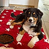 puppy, dog, tricolor, red_blanket, white_stars, food, kibble, plate, floor, tile_floor, wood_floor, indoor, pet, cute, young_dog, fur, animal, lying_down, looking_at_camera, domestic_animal