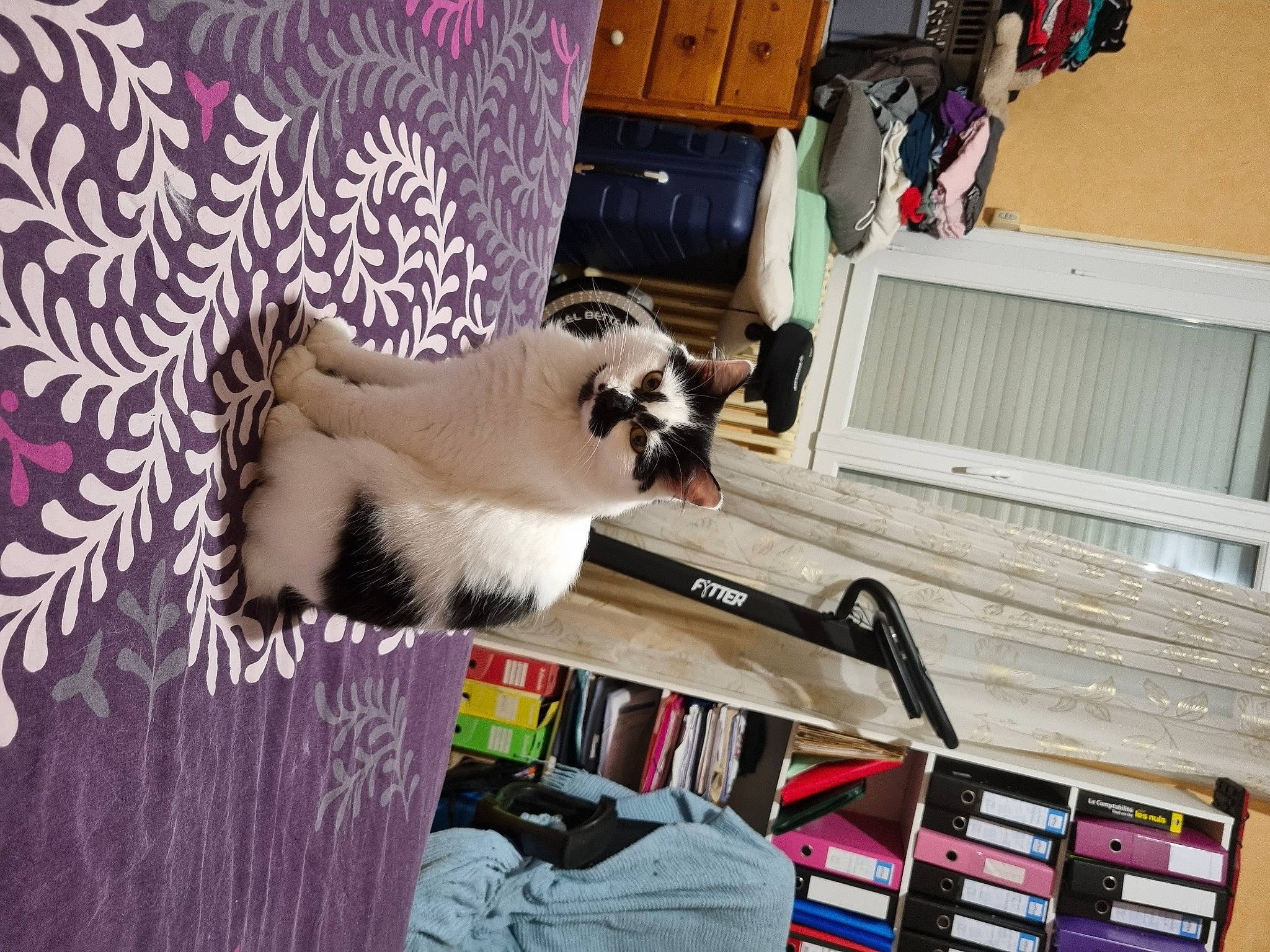 Angie participe au concours pour gagner de l'argent avec cette photo : bag, bookcase, carnivore, companion_dog, dog_breed, event, fawn, felidae, fur, luggage_and_bags, plant, publication, room, shelf, shelving, small_to_medium_sized_cats, tail, textile, whiskers, wood