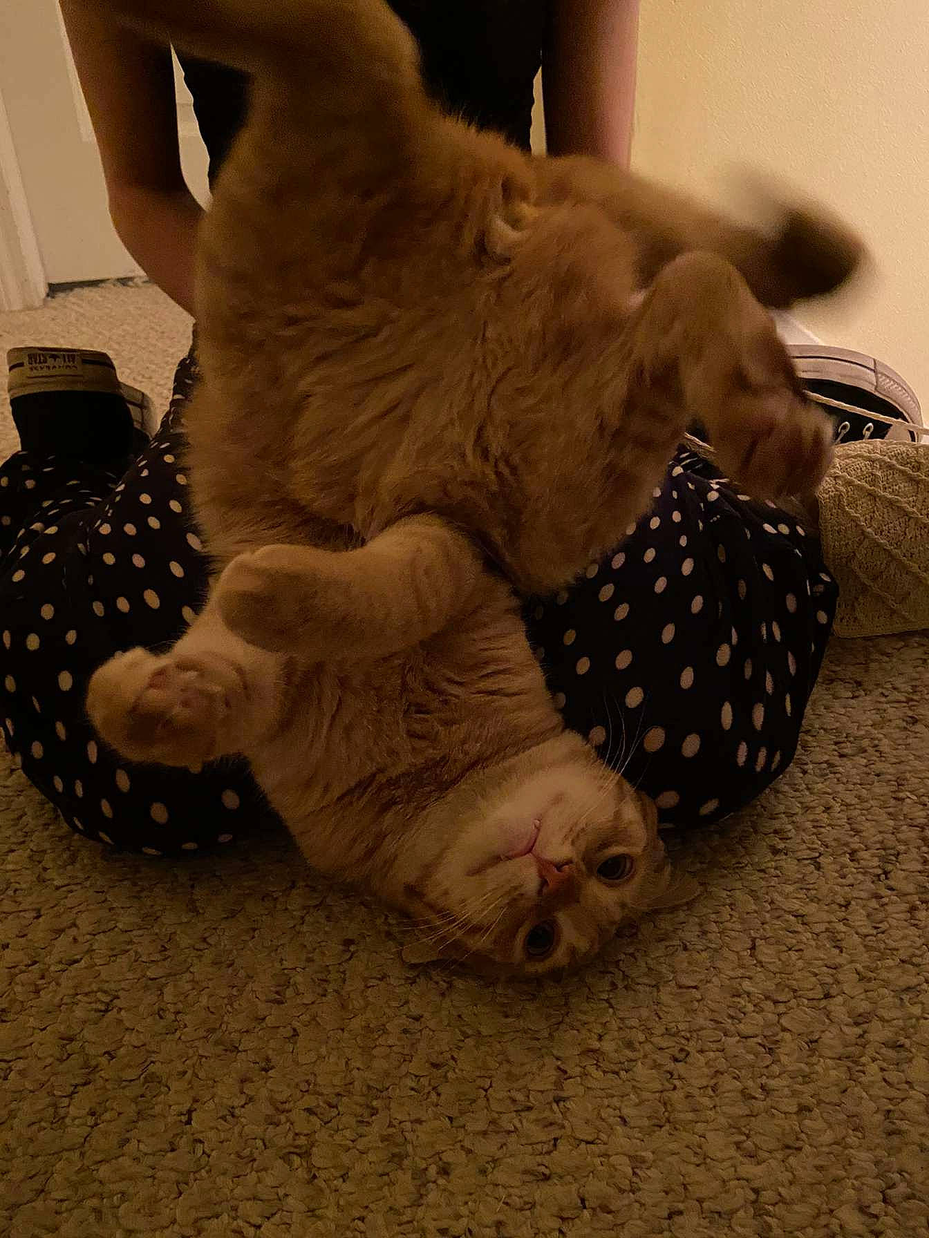 Floppy joined the competition — help win amazing prizes! barefoot, comfort, felidae, flooring, foot, fur, gesture, grey, human_leg, nail, small_to_medium_sized_cats, snout, stuffed_toy, tail, terrestrial_animal, toe, toy, wood, wool, wrist