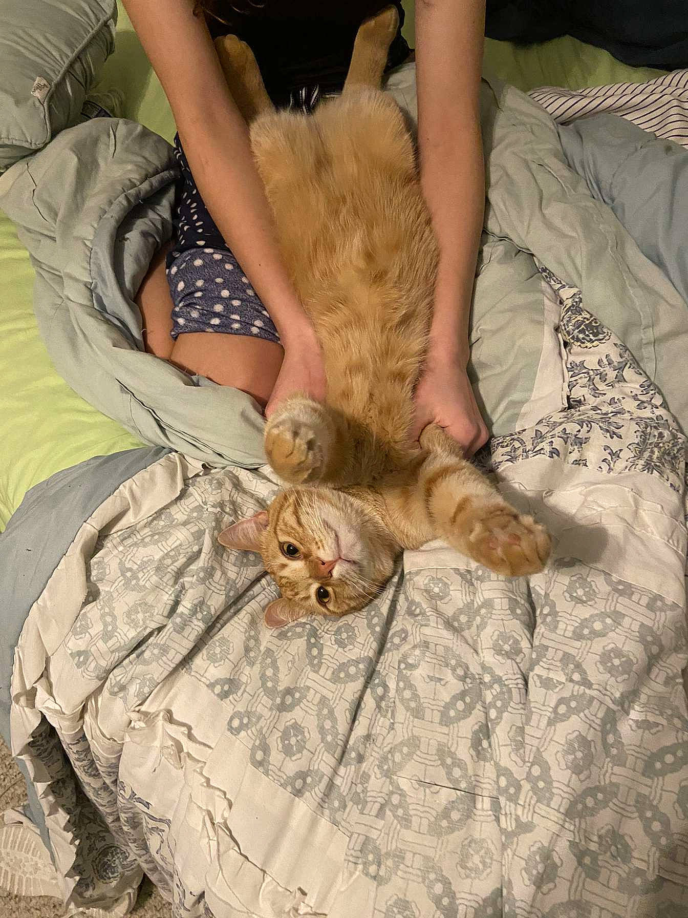 Floppy is registered to the contest to win money with this photo: bed, bedding, canidae, carnivore, comfort, companion_dog, dog, dog_breed, fawn, felidae, fur, human_leg, linens, pattern, small_to_medium_sized_cats, sporting_group, textile, thigh, wood, wrist