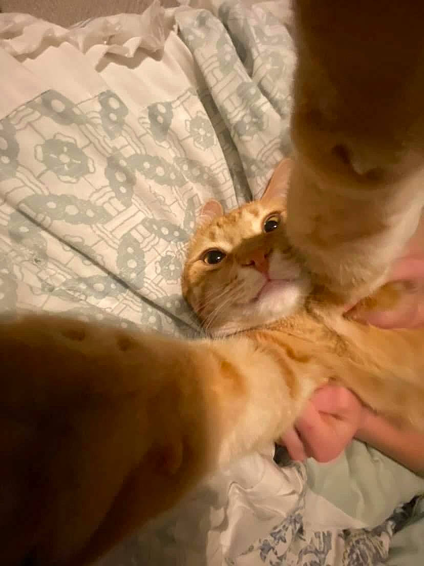 Floppy is registered to the contest to win money with this photo: bed, canidae, carnivore, cat, comfort, companion_dog, domestic_short_haired_cat, fawn, felidae, fur, gesture, human_body, human_leg, nail, paw, small_to_medium_sized_cats, snout, sporting_group, whiskers, wood