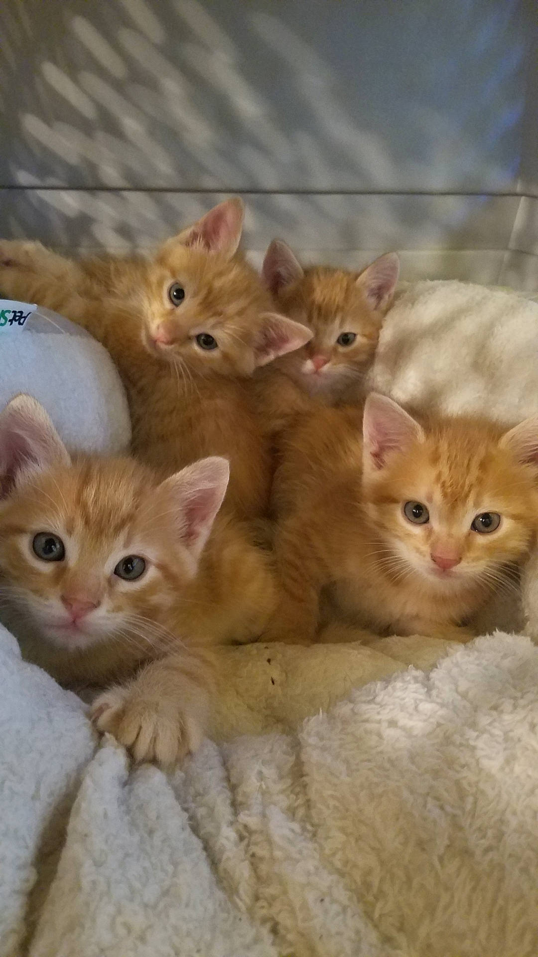 Lil Red is registered to the contest to win money with this photo: carnivore, cat, claw, domestic_short_haired_cat, fawn, felidae, fur, mammal, paw, photo_caption, small_to_medium_sized_cats, snout, tail, terrestrial_animal, vertebrate, whiskers