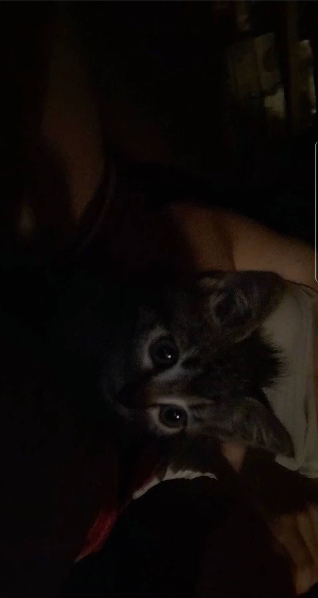 Joyce joined the competition — help win amazing prizes! beard, carnivore, cat, comfort, darkness, facial_hair, felidae, fur, gesture, monochrome_photography, small_to_medium_sized_cats, snout, whiskers