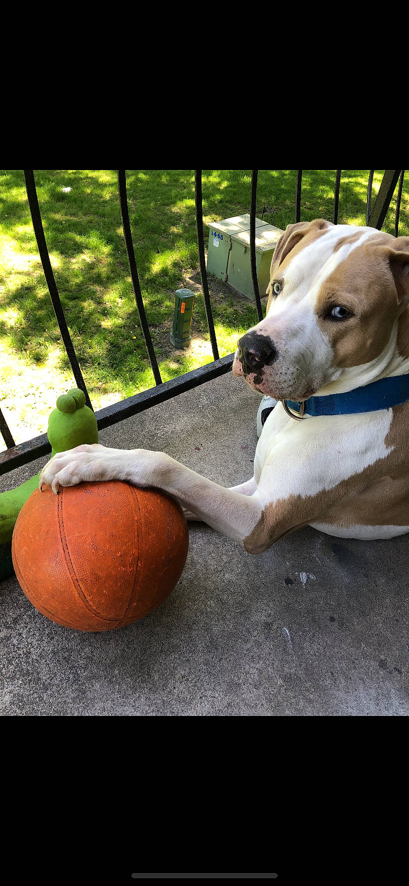 Buck joined the competition — help win amazing prizes! ball, canidae, carnivore, collar, companion_dog, dog, dog_breed, dog_collar, dog_supply, fawn, fence, gourd, leash, mesh, pet_supply, plant, sporting_group, sports_equipment, whiskers, working_animal