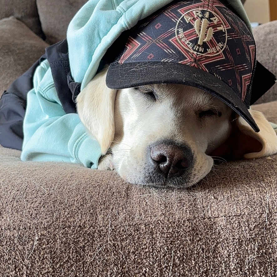 Maggie is registered to the contest to win money with this photo: animal, baseballcap, blanket, canine, cap, clothing, couch, cushion, dog, furniture, hat, homedecor, hood, hoodie, hound, knitwear, labradorretriever, pet, puppy, sweater