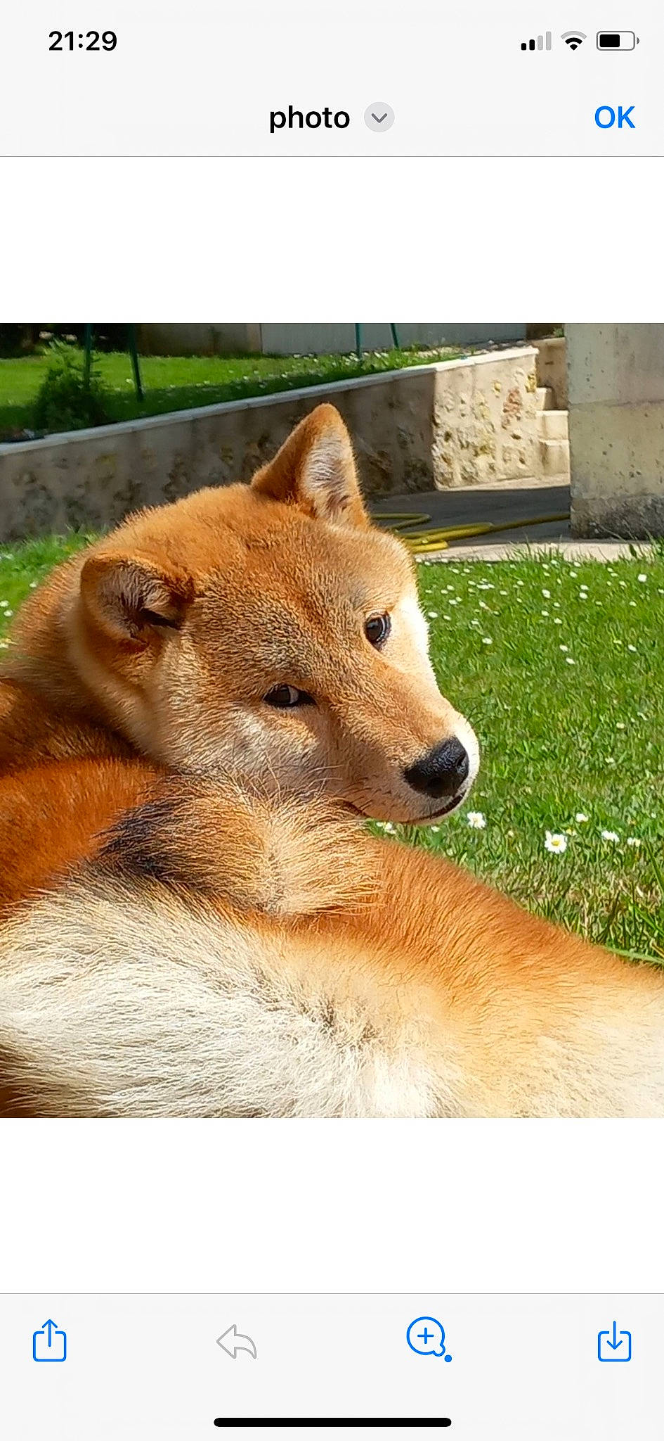 Ulyss participe au concours pour gagner de l'argent avec cette photo : big_cats, canidae, carnivore, collar, companion_dog, dog, dog_breed, fawn, felidae, fur, grass, lion, liver, small_to_medium_sized_cats, snout, sporting_group, tail, terrestrial_animal, whiskers, working_animal