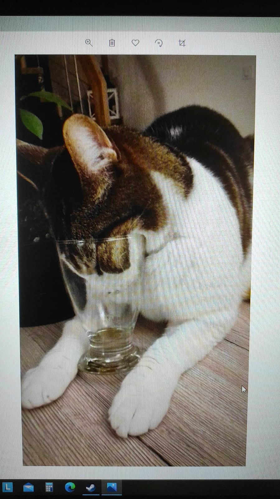 Titi participe au concours pour gagner de l'argent avec cette photo : carnivore, cat, claw, domestic_short_haired_cat, fawn, felidae, flooring, fur, hardwood, paw, photo_caption, rectangle, small_to_medium_sized_cats, snout, tail, terrestrial_animal, whiskers, wood