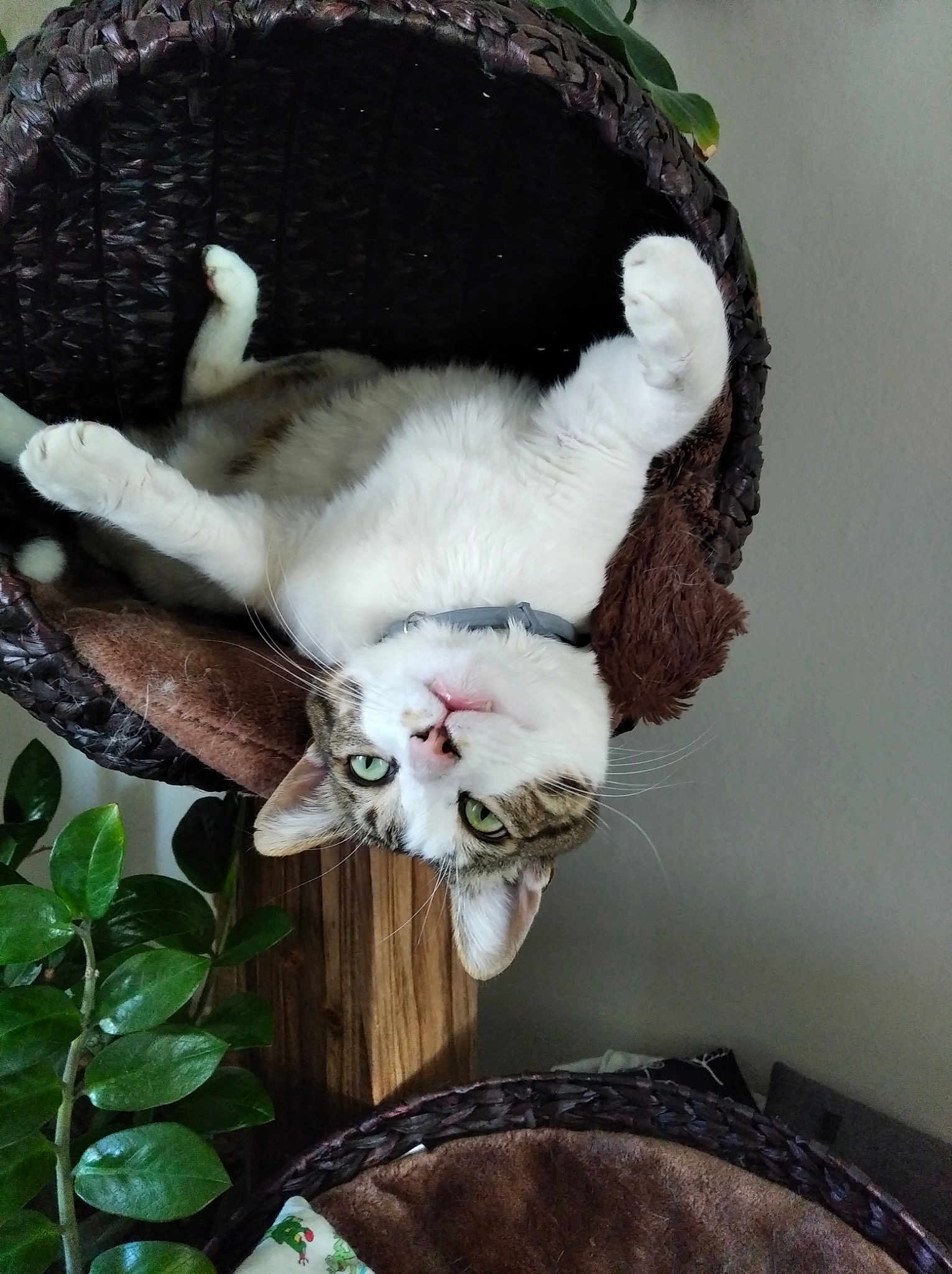 Titi