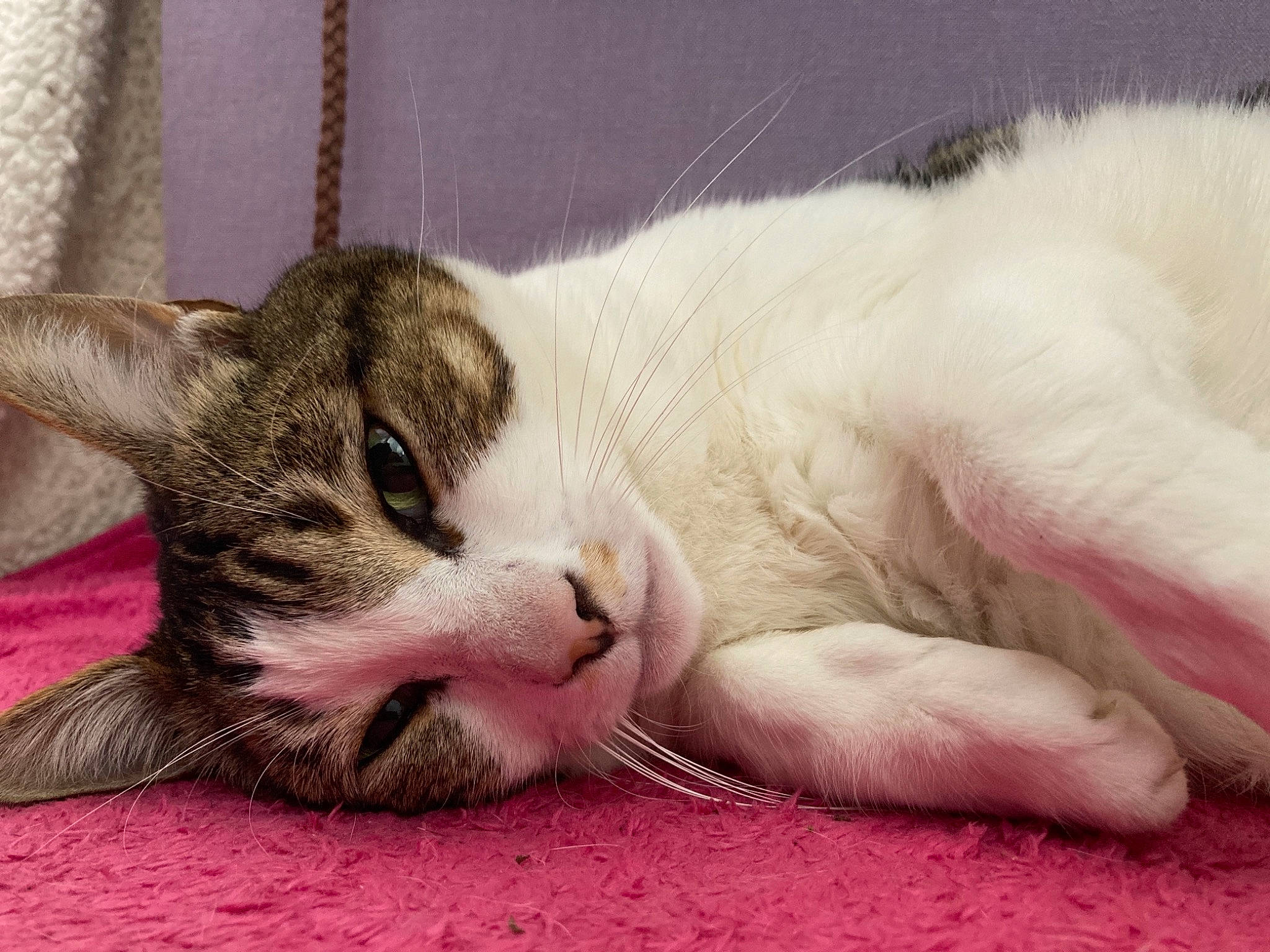 Titi participe au concours pour gagner de l'argent avec cette photo : bored, carnivore, cat, claw, comfort, domestic_short_haired_cat, felidae, foot, fur, leg, nap, paw, sleep, small_to_medium_sized_cats, snout, whiskers