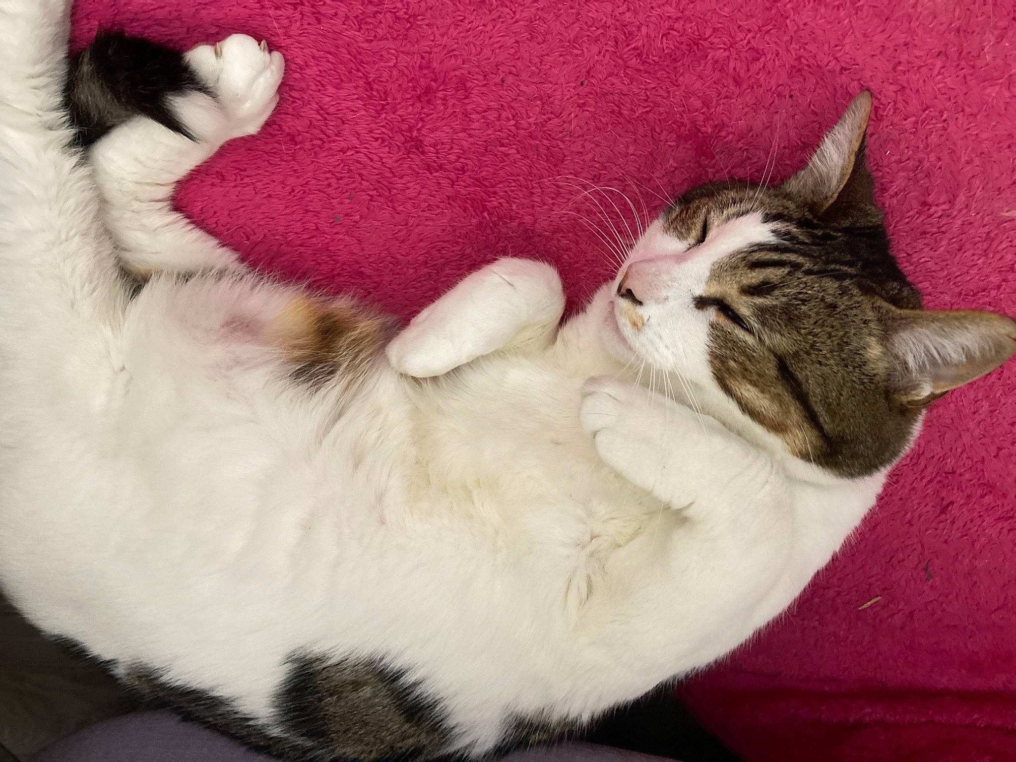 Titi participe au concours pour gagner de l'argent avec cette photo : carnivore, cat, claw, comfort, domestic_short_haired_cat, fawn, felidae, foot, fur, nap, paw, photo_caption, sleep, small_to_medium_sized_cats, snout, tail, vertebrate, whiskers