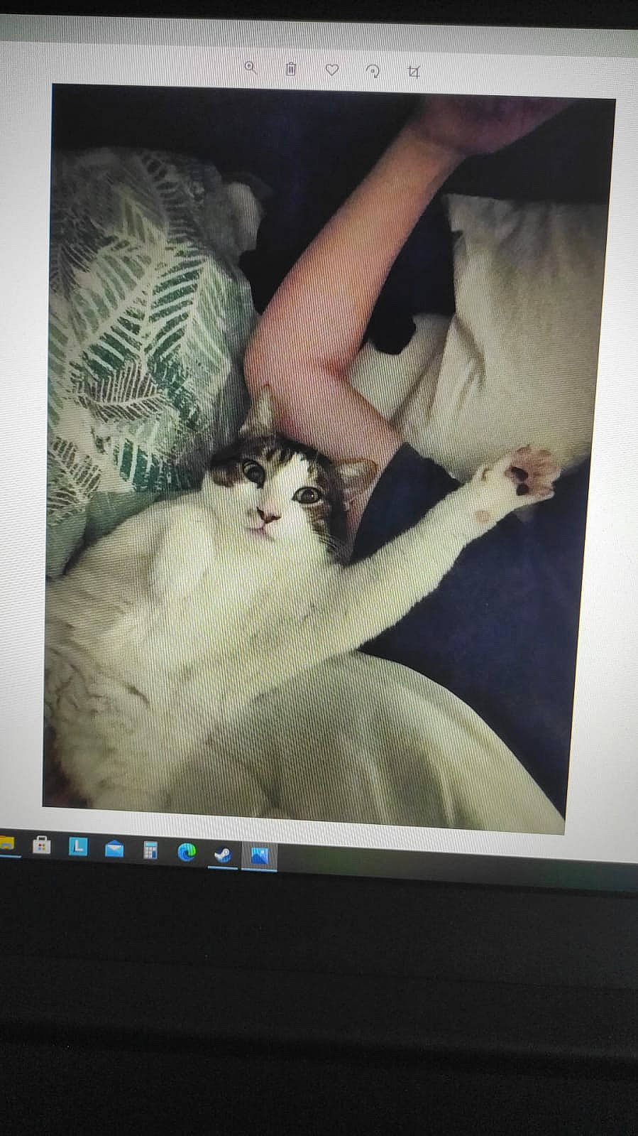 Titi participe au concours pour gagner de l'argent avec cette photo : carnivore, cat, communication_device, display_device, electronic_device, felidae, flat_panel_display, fur, gadget, gesture, mammal, output_device, plant, room, small_to_medium_sized_cats, tail, technology, tree, vertebrate, whiskers