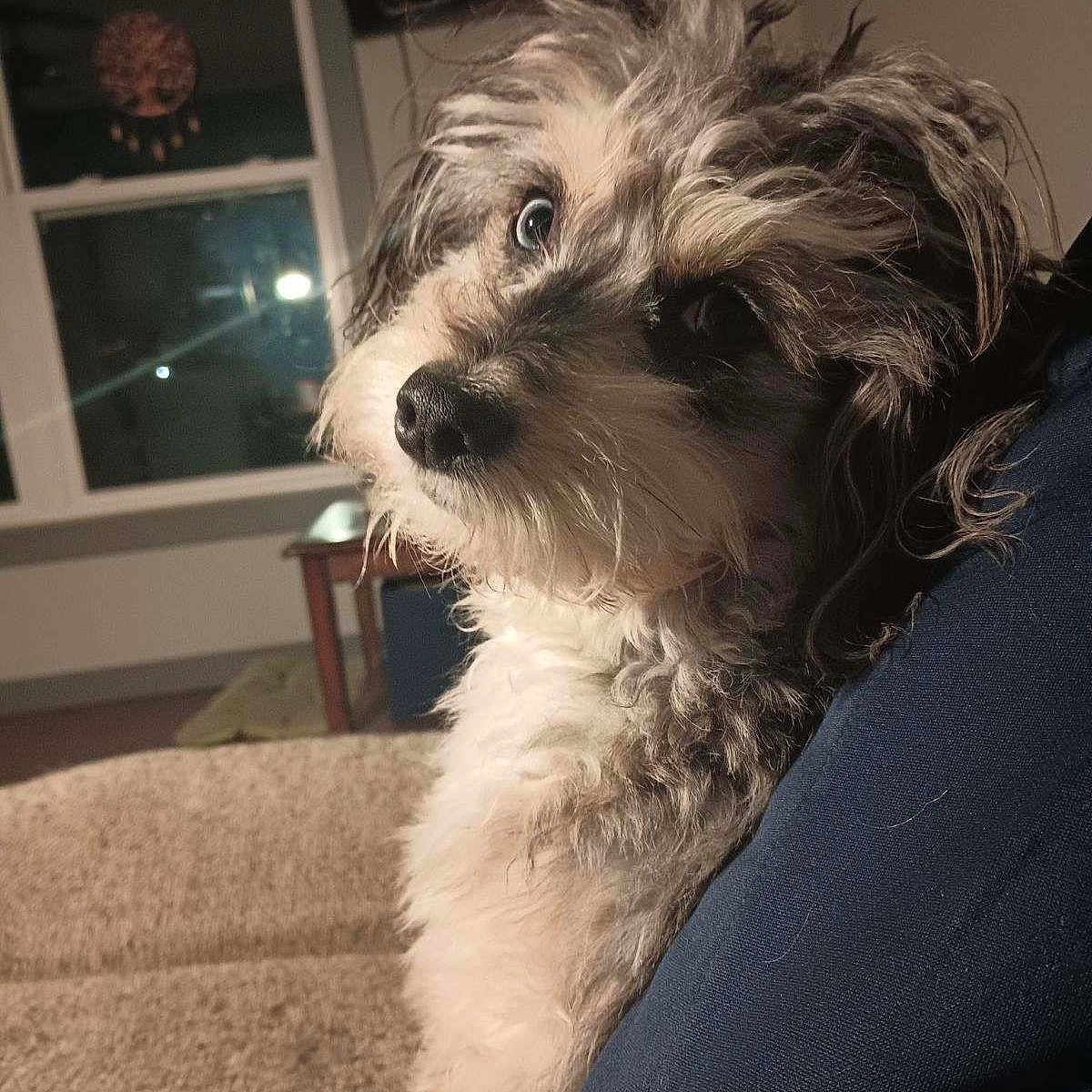 Jasper joined the competition — help win amazing prizes! affenpinscher, animal, architecture, building, canine, chair, cockerspaniel, couch, dog, door, furniture, indoors, livingroom, papillon, pet, poodle, puppy, room, terrier, whitedog