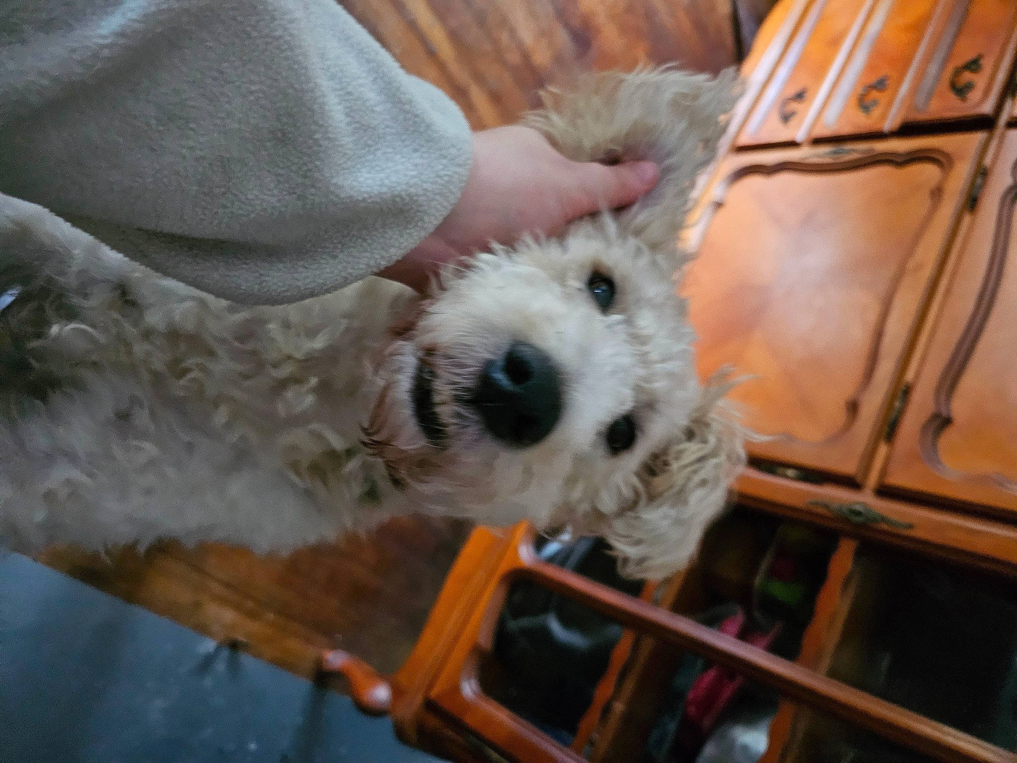 Nestor a rejoint le concours — aidez-le/la à gagner de superbes lots ! bichon, carnivore, chair, cockapoo, companion_dog, dog, dog_breed, fur, goldendoodle, labradoodle, non_sporting_group, poodle_crossbreed, puppy, small_terrier, terrier, toy_dog, working_animal